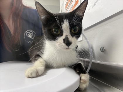 Shelter Stray Female Cat last seen Near Maryville Hwy, Sevier County ACO, TN, 1008 Old Knoxville Hwy, Sevierville, TN 37862, USA