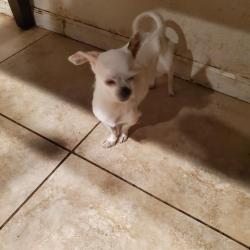 Reunited Male Dog last seen Malta Ct and Covert Rd, Salida, Ca, Salida, CA 95368