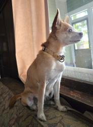 Reunited Female Dog last seen 60th street Pinellas Park, Pinellas Park, FL 33781