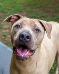Shelter Stray Female Dog last seen , , GA, 3280 Chamblee Dunwoody Rd, Chamblee, GA 30341, USA