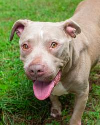 Shelter Stray Female Dog last seen Near Treecrest Pkwy 2100 Decatur, 30035, 30035, GA, 3280 Chamblee Dunwoody Rd, Chamblee, GA 30341, USA