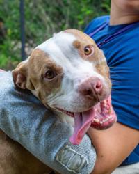 Shelter Stray Male Dog last seen , , GA, 3280 Chamblee Dunwoody Rd, Chamblee, GA 30341, USA