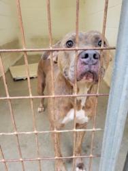 Shelter Stray Female Dog last seen Near Covington Highway, Decatur, GA 30035, 30035, GA, 3280 Chamblee Dunwoody Rd, Chamblee, GA 30341, USA