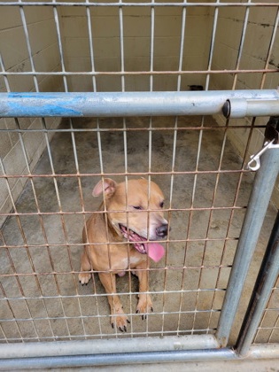 Shelter Stray Male Dog last seen Near Covington Highway, Decatur, GA 30035, 30035, GA, 3280 Chamblee Dunwoody Rd, Chamblee, GA 30341, USA