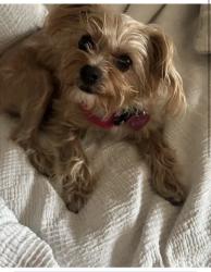 Lost Female Dog last seen Faith home rd, Ceres, CA 95319