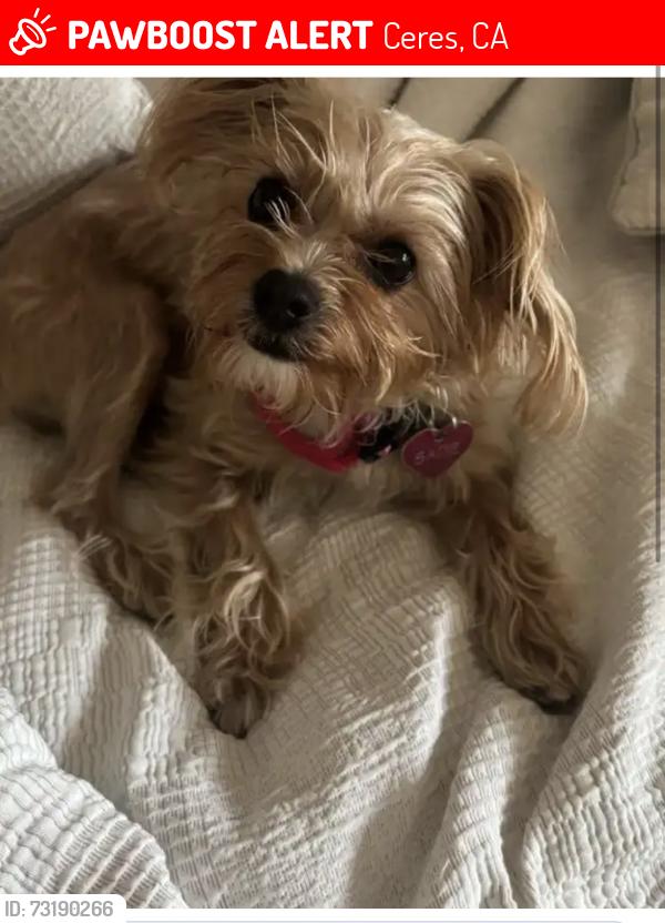 Lost Female Dog last seen Faith home rd, Ceres, CA 95319