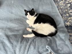 Reunited Female Cat last seen Oldborough Cross Morchard Bishop, Oldborough, England 
