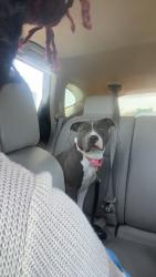 Reunited Female Dog last seen Rosedale recreation center, Washington, DC 20002