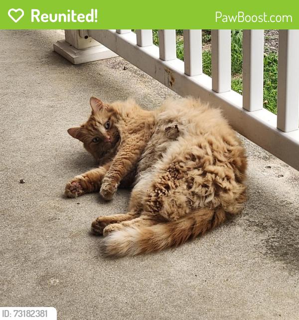 Reunited Male Cat last seen Border St, Hilltop Dr, Chestnut St, Milford, NH 03055