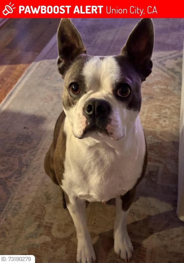 Lost Male Dog last seen Royan Ann Dr, Union City, CA 94587