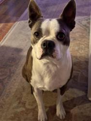 Lost Male Dog last seen Royan Ann Dr, Union City, CA 94587