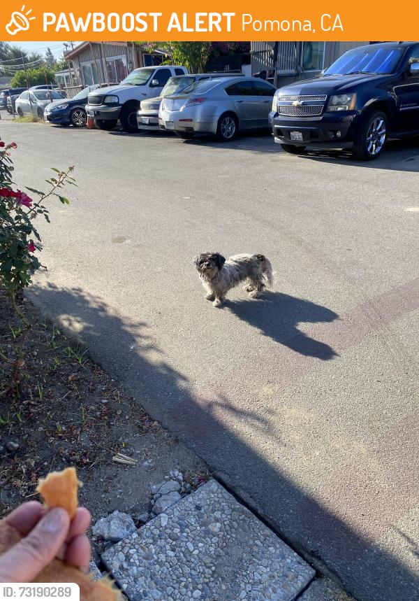 Found/Stray Unknown Dog last seen Reservoir and San Antonio, Pomona, CA 91766