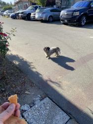 Found/Stray Unknown Dog last seen Reservoir and San Antonio, Pomona, CA 91766