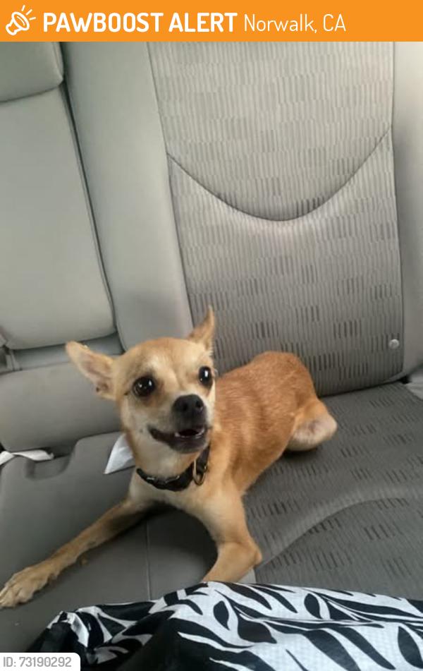 Found/Stray Female Dog last seen Pollo Loco Near Town Square, Norwalk, CA 90650