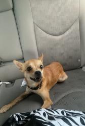 Found/Stray Female Dog last seen Pollo Loco Near Town Square, Norwalk, CA 90650
