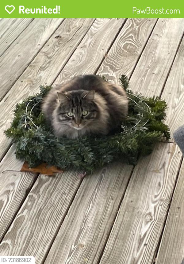 Reunited Male Cat last seen Lantana Ln, Mechanicsville, VA 23111, Mechanicsville, VA 23111
