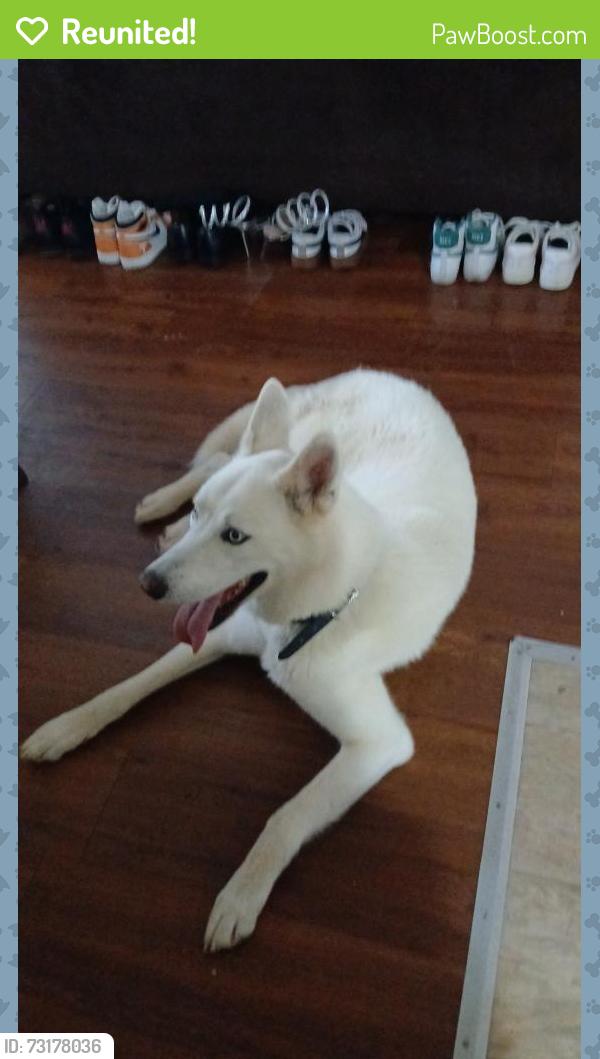 Reunited Male Dog last seen Applebees, Knoxville, TN 37923