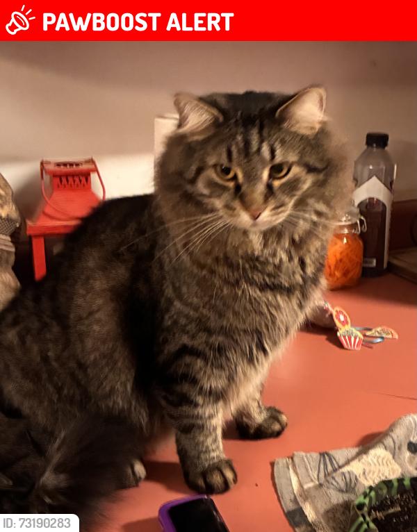 Lost Male Cat last seen Sugar hallow road, Campbell County, TN 37766