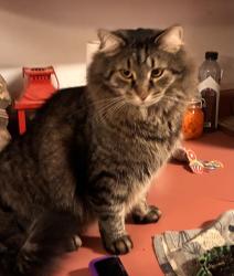 Lost Male Cat last seen Sugar hallow road, Campbell County, TN 37766