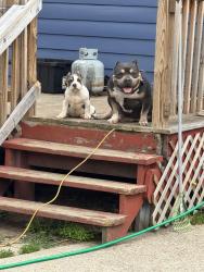 Lost Male Dog last seen Aria and majestic by the corner store, Toledo, OH 43608