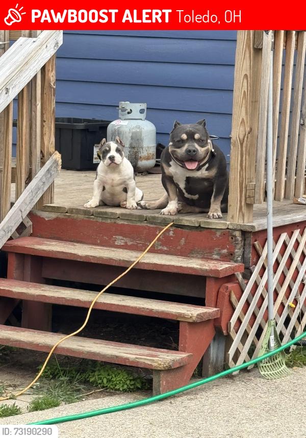 Lost Male Dog last seen Aria and majestic by the corner store, Toledo, OH 43608