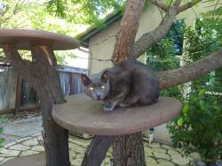 Lost Male Cat last seen On US 101 down town Eureka, Eureka, CA 95501