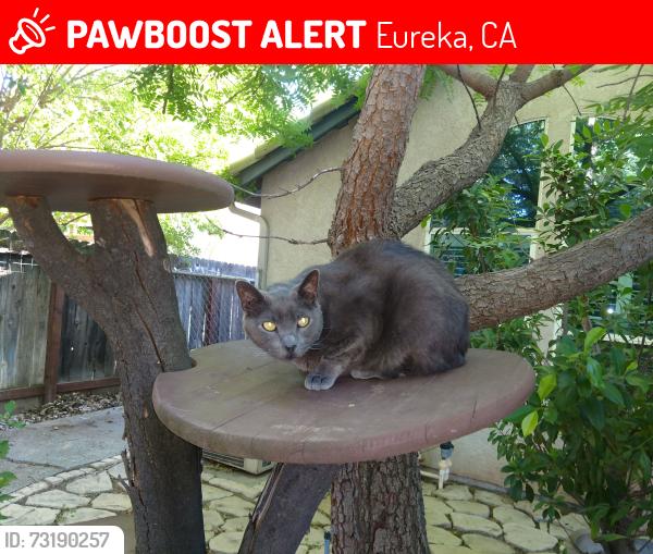 Lost Male Cat last seen On US 101 down town Eureka, Eureka, CA 95501