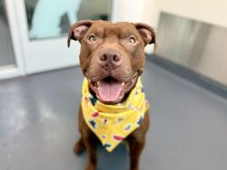 Shelter Stray Male Dog last seen E 170th Street, BRONX, NY, 10457, 326 E 110th St, New York, NY 10029, USA
