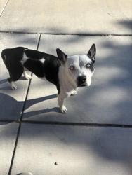 Found/Stray Female Dog last seen Dos palmas and cobalt, Victorville, CA 92392