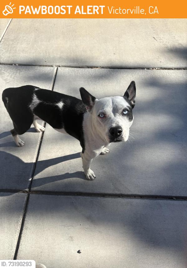 Found/Stray Female Dog last seen Dos palmas and cobalt, Victorville, CA 92392