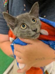 Shelter Stray Unknown Cat last seen Near S Military Hwy, VIRGINIA BEACH, VA, 341 S Birdneck Rd, Virginia Beach, VA 23451, USA