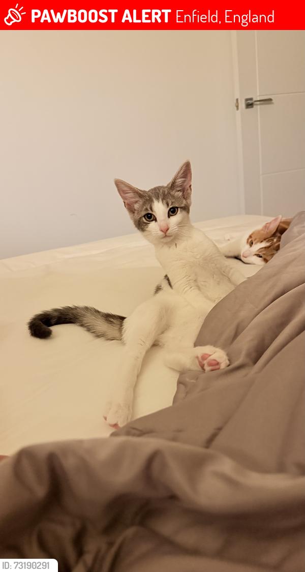 Lost Female Cat last seen Southgate, N14, Enfield, England 