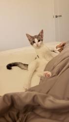 Lost Female Cat last seen Southgate, N14, Enfield, England 