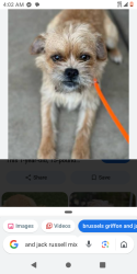 Lost Male Dog last seen Charleston and Fremont lvnv, Las Vegas, NV 89101