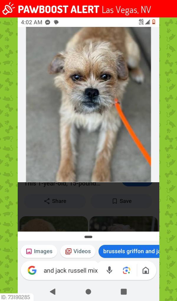 Lost Male Dog last seen Charleston and Fremont lvnv, Las Vegas, NV 89101