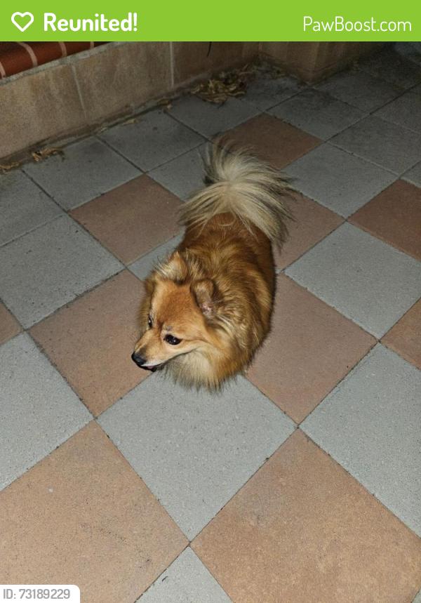 Reunited Unknown Dog last seen Lower Azusa and Maxson, El Monte, CA 91731