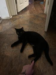 Reunited Female Cat last seen McCandless Park, Pittsburgh, PA 15201