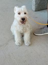 Reunited Unknown Dog last seen W Bardin Rd, Arlington, TX 76017