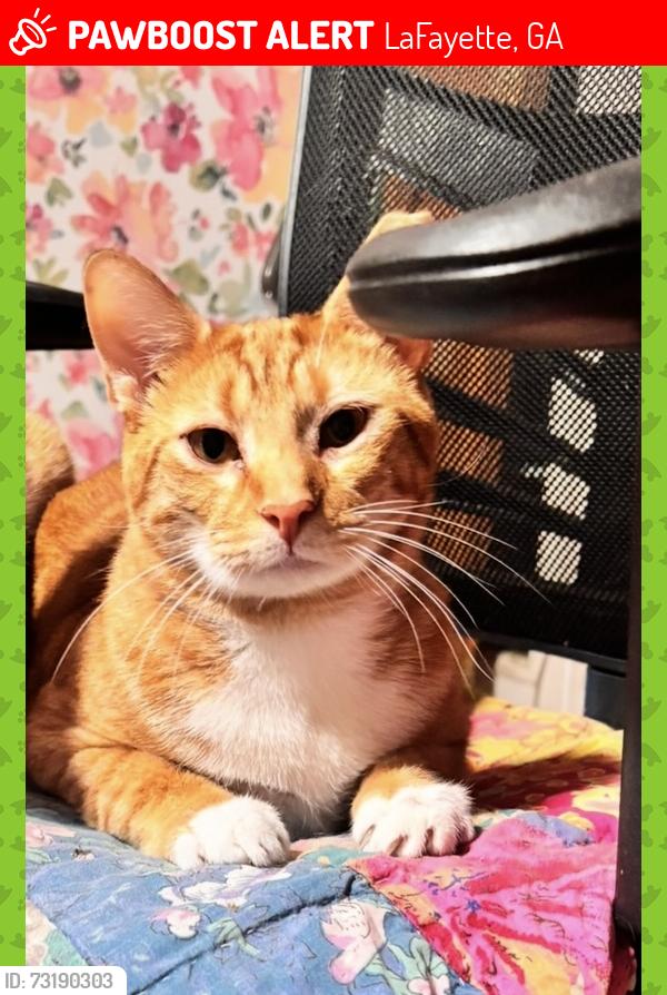 Lost Male Cat last seen Hammontree drive, LaFayette, GA 30728
