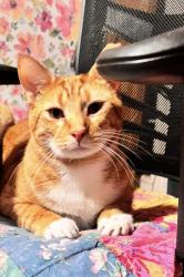 Lost Male Cat last seen Hammontree drive, LaFayette, GA 30728