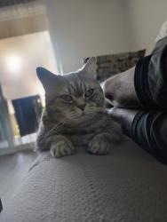 Reunited Male Cat last seen Downey Ave & 6th Street, Downey, CA 90241