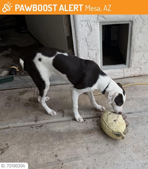 Found/Stray Female Dog last seen Gilbert and Mckellips, Mesa, AZ 85201