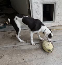 Found/Stray Female Dog last seen Gilbert and Mckellips, Mesa, AZ 85201