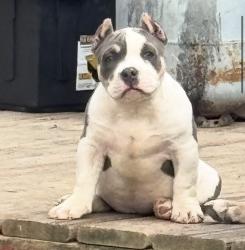 Reunited Female Dog last seen Aria and majestic by the plaza, Toledo, OH 43608