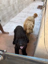 Reunited Female Dog last seen Genoa St, Los Angeles, CA 91342, USA, Los Angeles, CA 91342