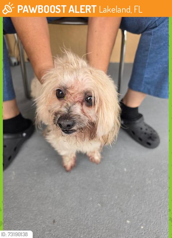 Found/Stray Male Dog last seen Providence Road & 11th Street, Lakeland, FL 33805