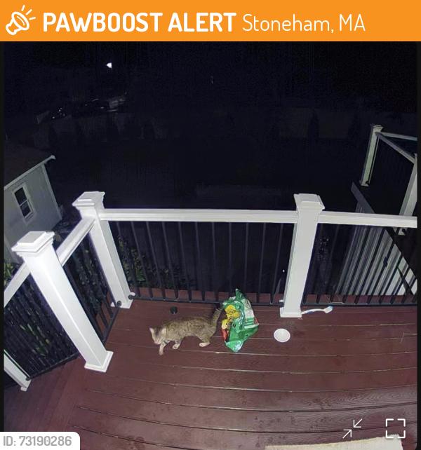 Found/Stray Unknown Cat last seen Spring street & Vinton Ct in Stoneham, MA, Stoneham, MA 02180