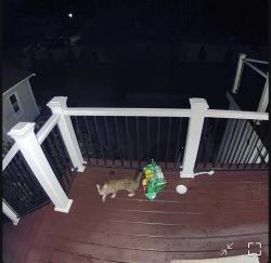 Found/Stray Unknown Cat last seen Spring street & Vinton Ct in Stoneham, MA, Stoneham, MA 02180