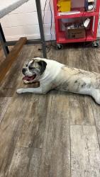 Found/Stray Unknown Dog last seen Inside our shop, Fogelsville, PA 18051