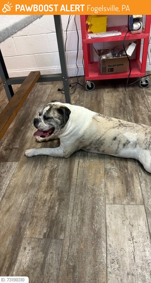 Found/Stray Unknown Dog last seen Inside our shop, Fogelsville, PA 18051